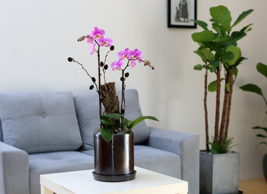 Decorating with Orchids() - ȫ ũȣ  ɹ