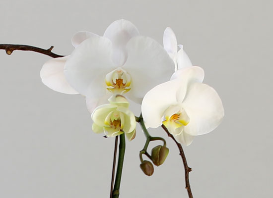 Decorating with Orchids() - Ĺ̰ ̴ ȭƮȣ  ɹ