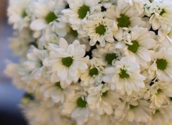 14 Fall  Flower Arrangements Blooming With - The aurora  ɹ