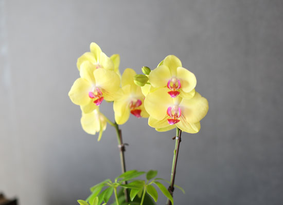 감사의 마음을 담아 - 산뜻한 노랑 호접란 (소) [화기품절] 꽃집 꽃배달