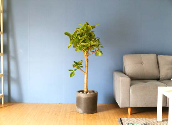 환경과 공간을 활용할수 있는 실내화분 - 뱅갈고무나무 시멘트분 꽃집 꽃배달