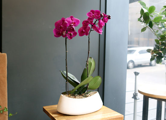 Office & nature Pink orchid **ȭ⺯**  ɹ
