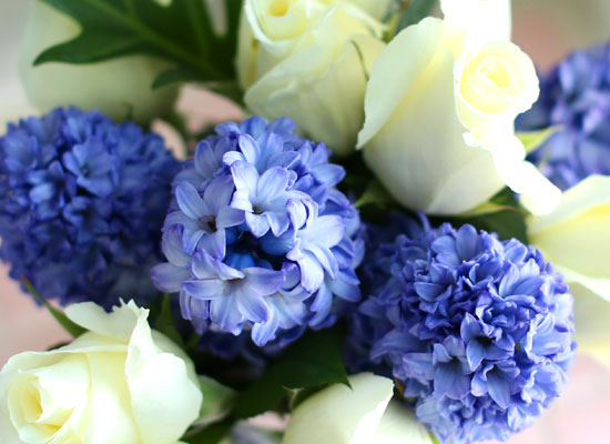 '()ȯ桯ô ƽý öȭ - I like the blue Hyacinth  ɹ