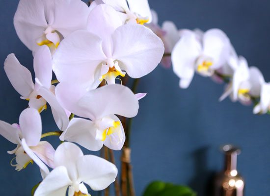 [ ] Office & Nature Elegant white orchids  ɹ