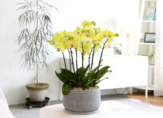 Office & Nature - 고운 빛깔의 호접란 쥬피터 (중) 꽃집 꽃배달