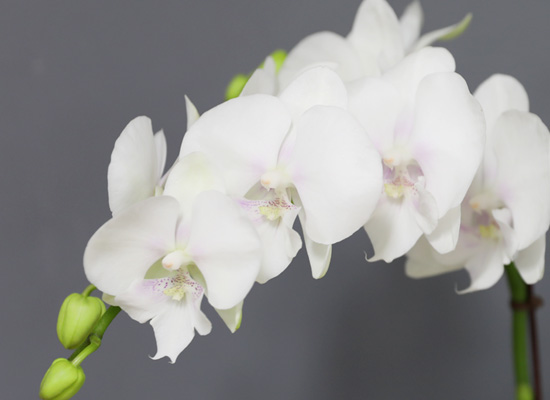 [/] White Elegant Orchid   ̾  ɹ