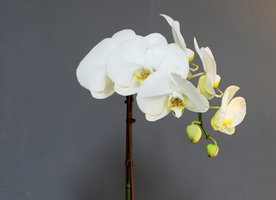 [/] White Elegant Orchid    ɹ