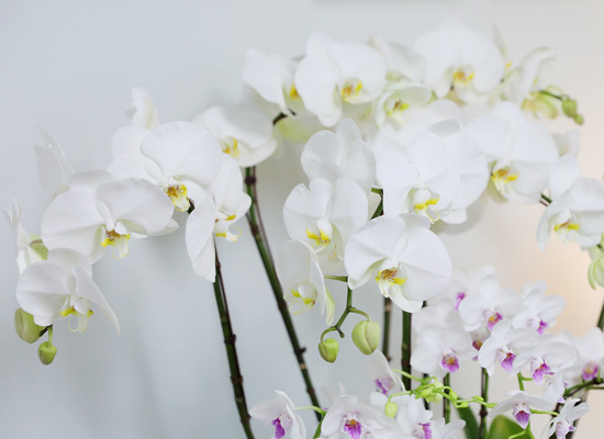 [/] White Elegant Orchid   ں ()  ɹ