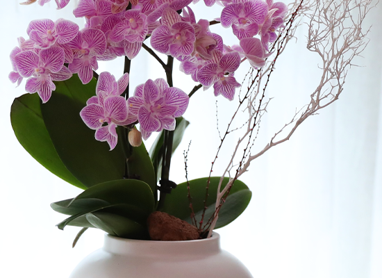 ��ũ�� ���� - ������ �� ���� �ɹ��