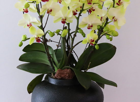 ��� �޻� �� �� - ������ �� ���� �ɹ��