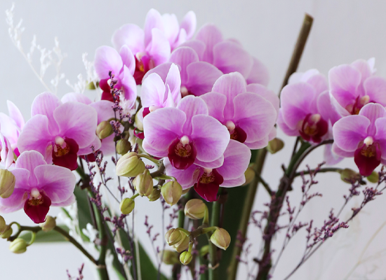 ��äȭ ���� ��ũ �޺� - ������ �� ���� �ɹ��