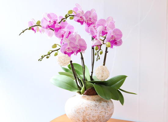 ��ƽ �� ��ũ - ������ �� ���� �ɹ��