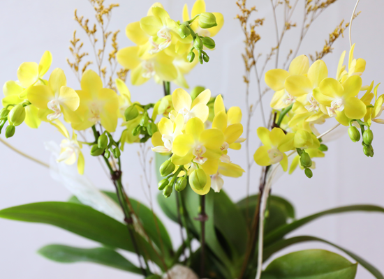 ����� ������ �� - ������ �� ���� �ɹ��