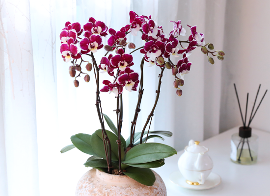 ���� ���� ���� - ������ �� ���� �ɹ��