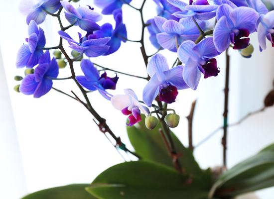 �޺� ������ �� - ������ �� ���� �ɹ��