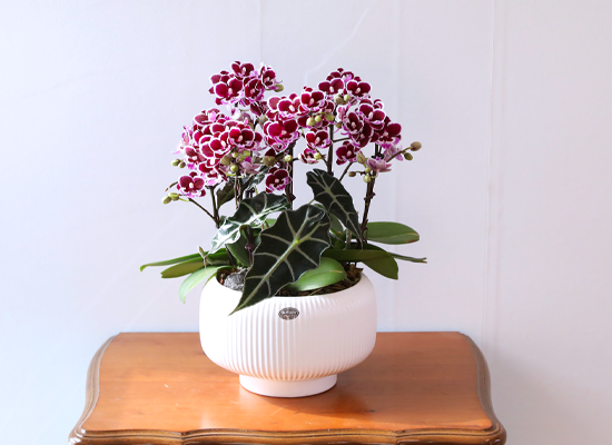 ������ �̽� - ������ �� ���� �ɹ��