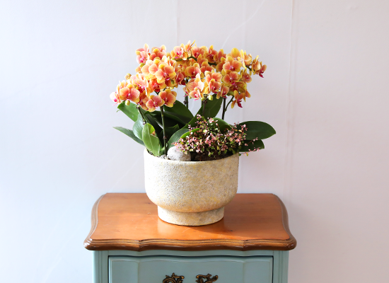 �¾��� �뷡 - ������ �� ���� �ɹ��