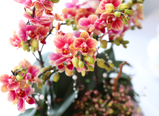 ��ȫ�� ��äȭ ���� - ������ �� ���� �ɹ��