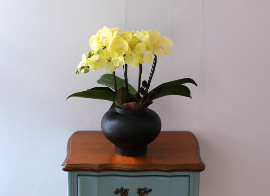 ���� �����ö��� - ������ �� ���� �ɹ��