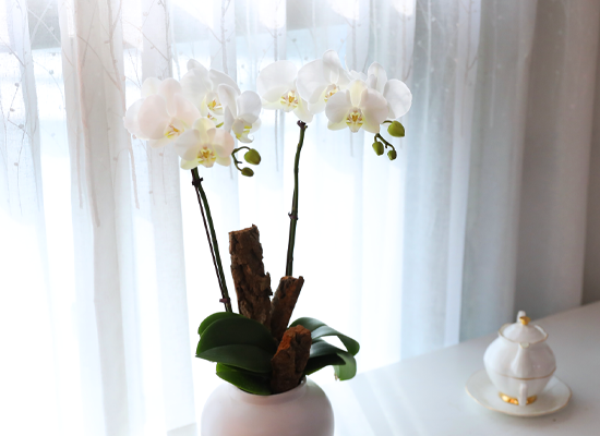 ������ �޺� - ������ �� ���� �ɹ��