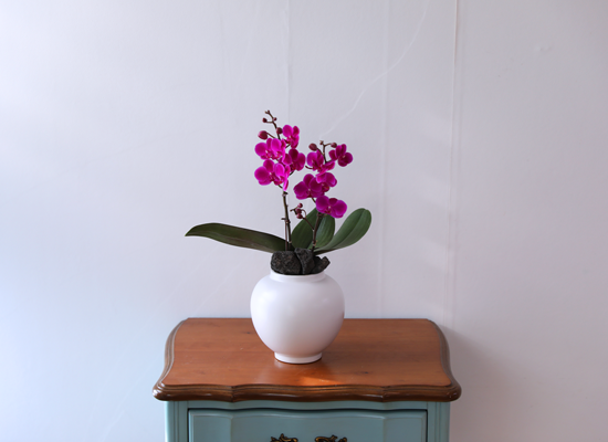 ��ȫ ���� �޺� - ������ �� ���� �ɹ��