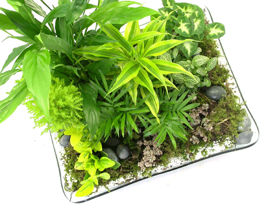 dish garden  ɹ