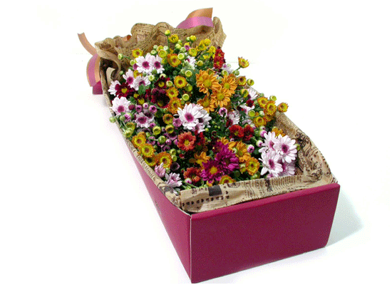 °¨¼ºÇöó¿ö-±¹ÈÇâ±â °¡µæÇÑ Çöó¿ö¹Ú½º ²ÉÁý ²É¹è´Þ