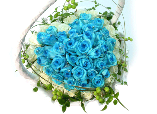 [60]Beatrice Blue(Ʈ)  ɹ