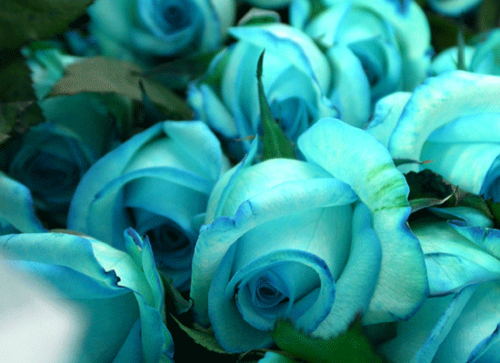 Blue Sky(罺ī)  ɹ