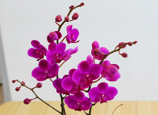아름다움이 있는 공간 - 감사의 만천홍(화기변경) 꽃집 꽃배달