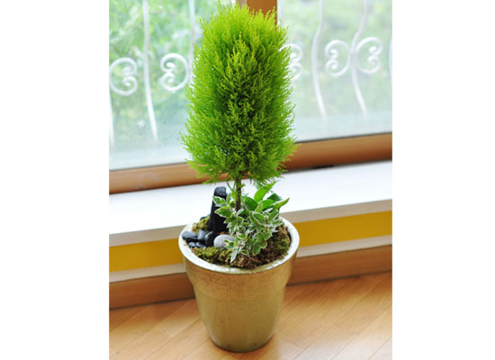 [�����ǹ��]������ ���� �� - ����(��) ���� �ɹ��