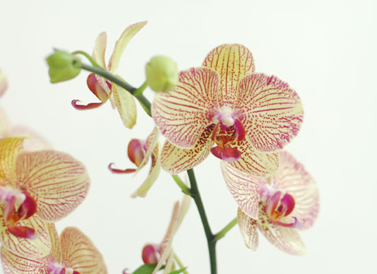 ������ ��� - ���� ȭ�⿡ ���� ȣ���� ���� �ɹ��