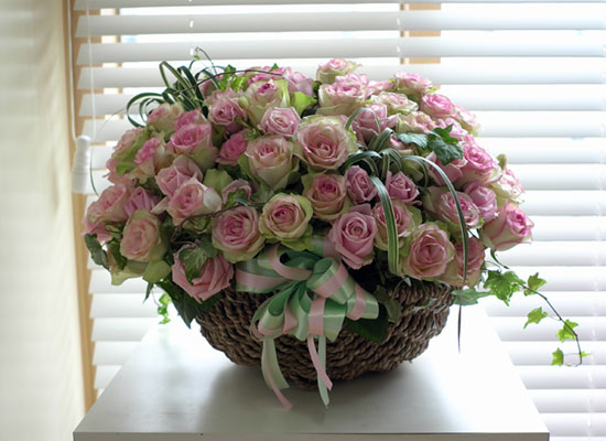 [￹] Rose & Royal pink  ɹ