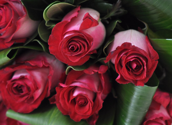 Rose & ũ����Ż ���� ���� �ɹ��
