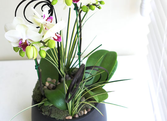 [���� ȣ����] �׸����� (��) ���� �ɹ��