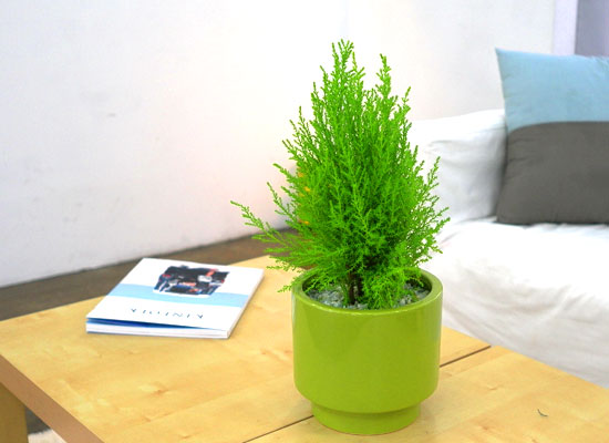 []Table deco. ׸ȭ  (*ȭ⺯)  ɹ