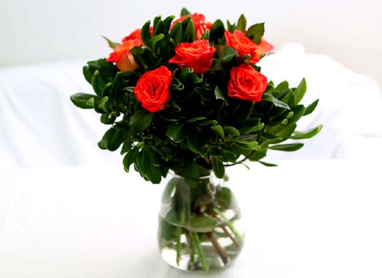 The Rose - [High quality] Only Orange rose (10)  ɹ