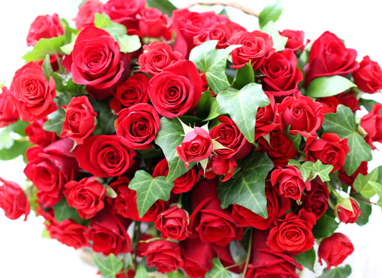 Rose Day -   ٴ  ɹ