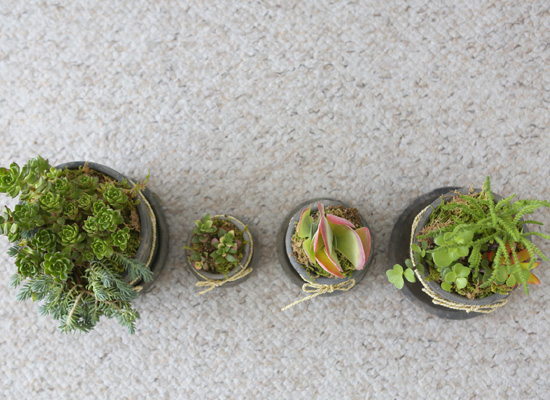 Succulent Plant (Ĺ) - Living Succulent  ɹ