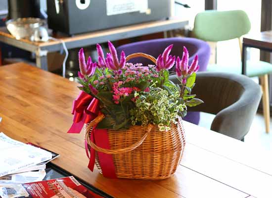 [ȭĹ]Garden gift basket - Can i do this in my apartment? Of course!!!- ü  ɹ