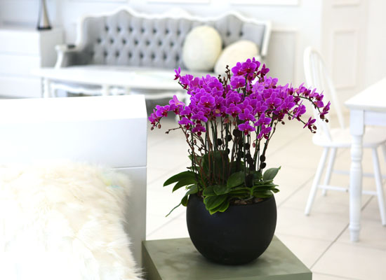 Living with flowers everyday - Newyork style Orchid ũƲ  ɹ