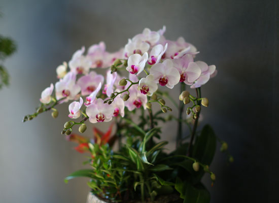 Graceful orchid flowers -  ޽  ȫ (*  ǰ    ֽϴ)  ɹ