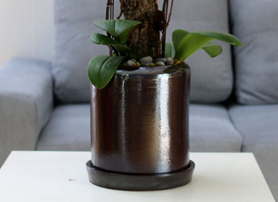 Decorating with Orchids() - ȫ ũȣ  ɹ