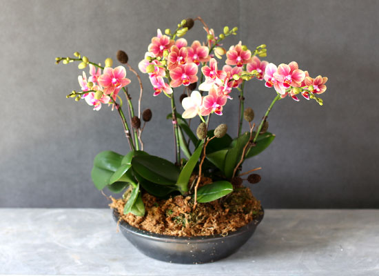 [Decorating with Orchids] ݳ ()  ɹ
