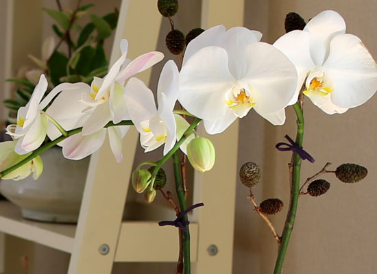 Decorating with Orchids() - õ  ȭƮȣ  ɹ