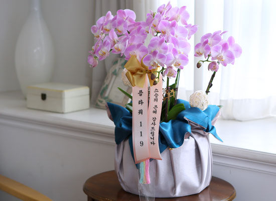 [서울] 정성이 느껴지는 보자기 포장 - 고운 색감의 연핑크호접란 (대) 꽃집 꽃배달