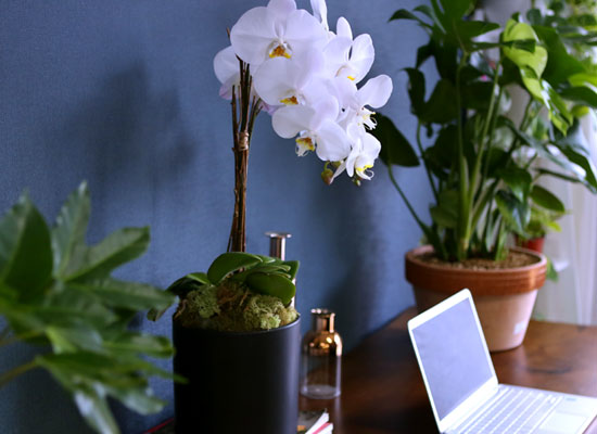 [ ] Office & Nature Elegant white orchids  ɹ