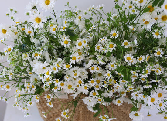 ���� �޻� ��� ���� ���� �ɹ��