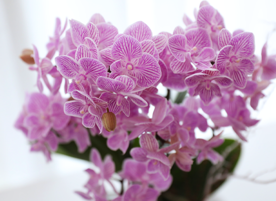 ��ũ�� ���� - ������ �� ���� �ɹ��