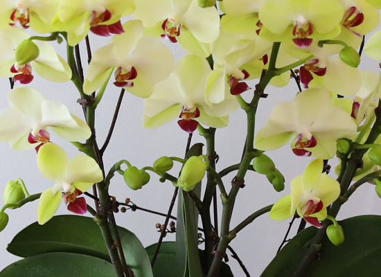 ��� �޻� �� �� - ������ �� ���� �ɹ��